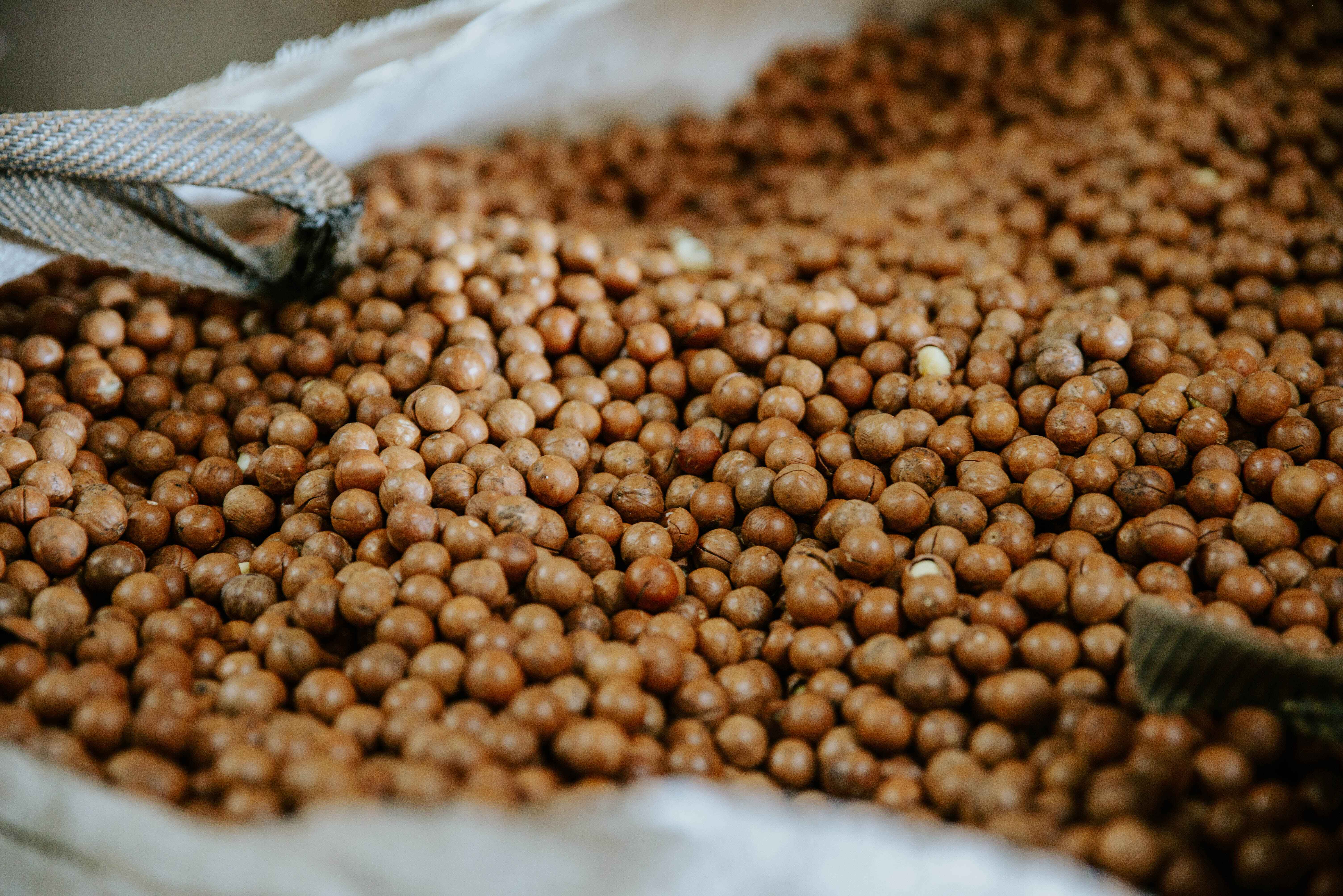 A huge sack of Macadamia Nuts